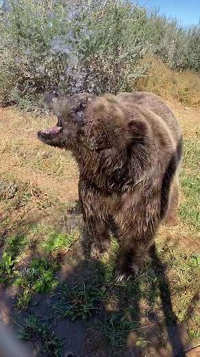 Adorable Grizzly Bear Moments | StemDrop001 #FomotionalFinds