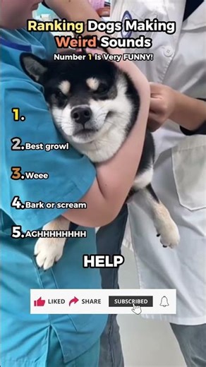 Ranking Dogs Making Weird Sounds