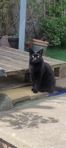the ferals coco and bobbiez play fight #cat #cats #feral #kitten #cutecat #catlife #catvideos