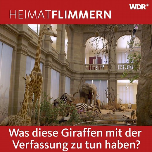 Das Museum Koenig in Bonn ist außergewöhnlich - auch, weil sich hier ein Teil der deutschen Geschichte abgespielt hat ... Mehr spannende Orte entdeckt ihr mit unserer kostenlosen App "NRW2go": 📲 für Android: https://play.google.com/store/apps/details?id=de.WDR.NRW2go 📲 für iOS: https://itunes.apple.com/de/app/nrw2go/id1236639859?mt=8 | Heimatflimmern