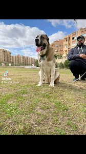 الباي ٨ شهور بنت بيكاسو ورق FCI للاستعلام خاص | Acerta House Kennel