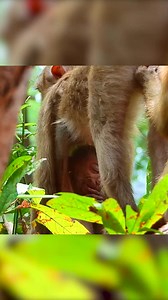 Pitiful abandoned skinny monkey Part 9 | Monkey Magic