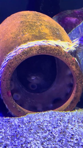 四国水族館たこ