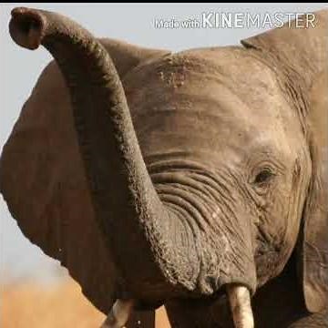 African Elephant Roar 🐘 🔊