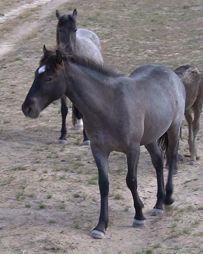 Onaqui Wilde Mustangs - Wild Mustangs - Utah - Wildpferde - Wilde Pferde