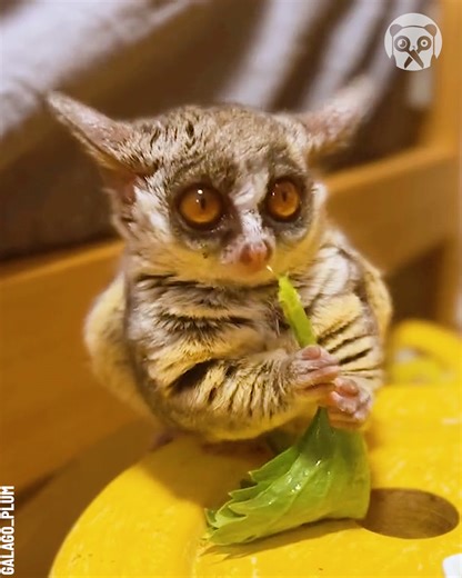 257K views · 6.2K reactions | Adorable galagos can't live without snacks Thanks for watching! Please be aware that this video is for entertainment purposes only and techniques shown should not be attempted at home! Partner: galago_plum TT: https://www.tiktok.com/@galago_plum | Crafty Panda | Facebook