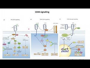CD44 Signalling and Cancer cells #Code: 256