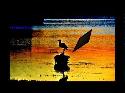 HOME AT LAST LYRICS- STEELY DAN