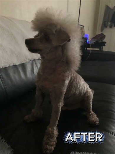 🐾 Witness the Distinguished Transformation of Jackson! 🐾