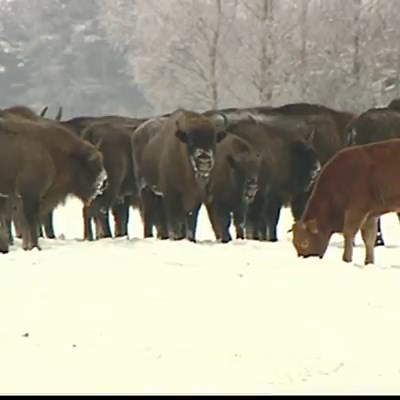 SOUNDS LIKE A DISNEY MOVIE! This reddish-brown cow escaped its farm back in November and has now been spotted roaming with a herd of bison. http://bit.ly/2GdKPO2 | NBC4