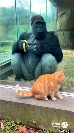 Naughty cat with gorilla