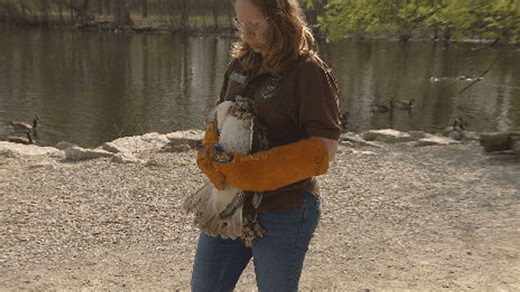 Bay Beach Wildlife Sanctuary releases red-tailed hawk into the wild