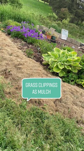 Using Grass Clippings as Mulch for Sustainable Gardening