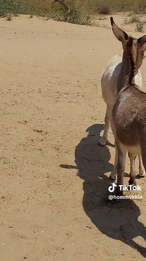 #foryou #donkey #palzz_video_ko_virel_kerdo #donkey 🐴#movie 🎥