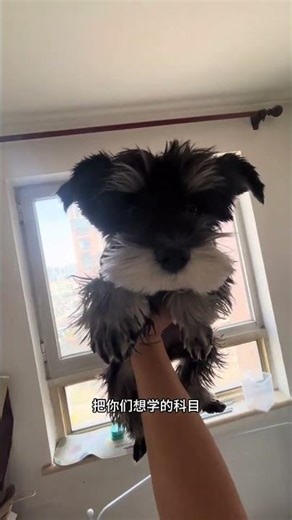 Ultimate Schnauzer Training Guide for Newbies