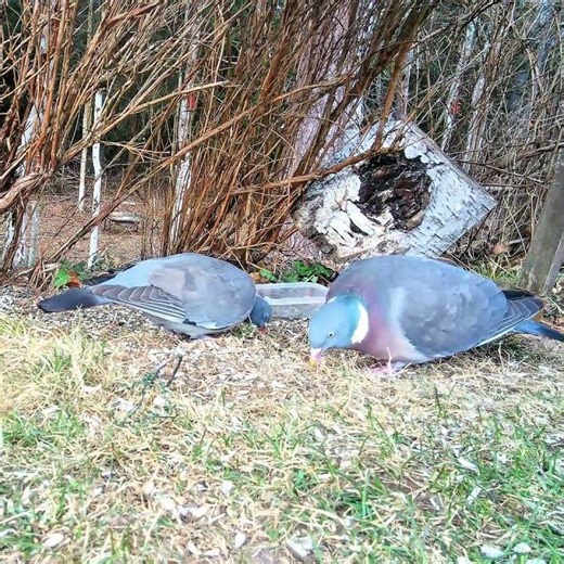 A couple of Common wood pigeons