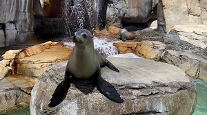 Sea Lion, Wildlife, Ocean