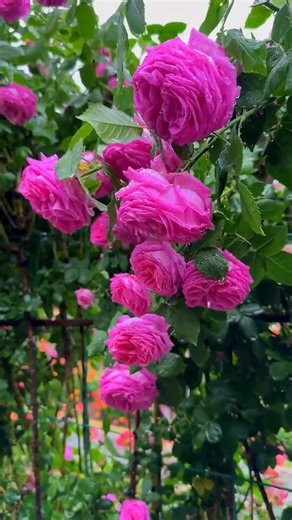🌺 🌹 ✬ ✭ Beautiful rain drop Roses✬ ✭ 🌹 🌺 | Roses