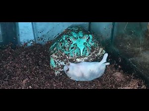Green Frog Eats A Hamster - Warning Live Feeding