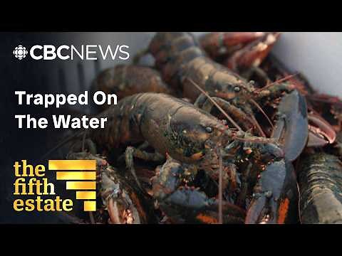 How the lucrative lobster industry is tearing communities apart | Full episode | the fifth estate