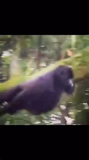 What is the Best Gorilla Safari Package in Ugandan and Rwanda? I...