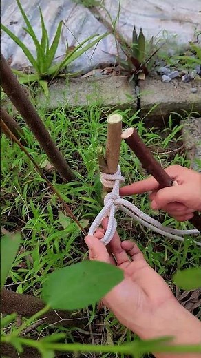Easy Tree Root Pulling with Rope and Lever #knot #diy #meo #tips