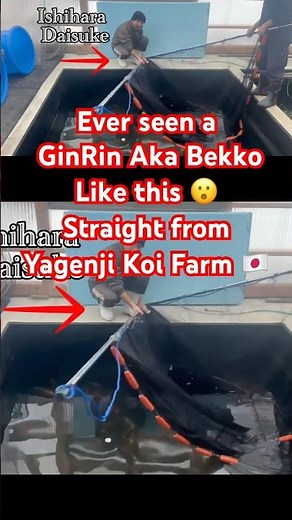 🔥Rare Japanese Koi Find! 🇯🇵 GinRin Aka Bekko from Yagenji Farm 🐟✨