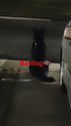 Ripley the security Shepard