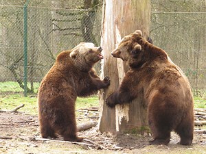 1.5K views · 103 reactions | Welcome to the 2024 #Animalympics!...