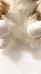 Vintage Ganz Webkinz Collie Dog Plush, 9 1/2" - Collectible Stuffed Animal - Etsy