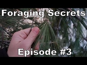 Foraging Secrets Episode #3 - 5 Edible Parts of the White Pine Tree