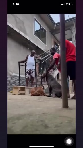 8.1K views · 111 reactions | ⚫️Huge bull dog fails to mate and attacks the owner梁梁 | Fellowood Studios | Facebook