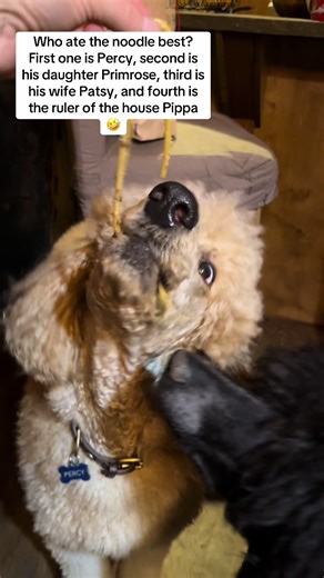 Who ate the noodle best? First is Percy, then his daughter Primrose, followed by his wife Patsy, and then the ruler of the house Pippa!