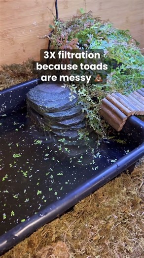 Upgrading My Cane Toads’ Pond (ReptiZoo Filter + Lotus Pods!)