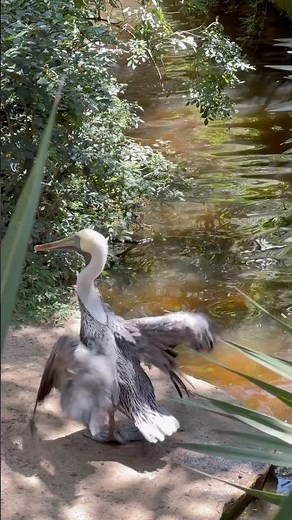 Brown pelicans are the smallest of the eight pelican species, yet still impressive in size.
