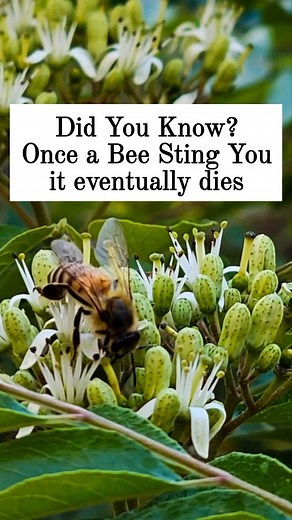 When a honeybee stings a person or another mammal, its stinger gets stuck in the thick skin. The stinger is barbed (like a tiny fish hook), and when the bee tries to fly away, the stinger tears out of its body — along with part of its abdomen, digestive tract, and muscles. That injury kills the bee shortly after.Stop provoking bees! #vegetablegarden #GardeningTips #OrganicGardening #greenhousegardening #growyourown #allotmentlife #greenhouselife #greenhousecucumbers #honey #bees #pollinatorgarde