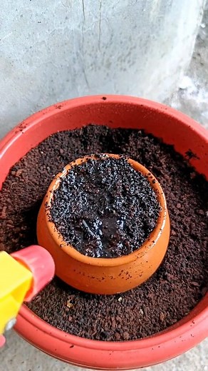 1.4M views · 4.7K reactions |  How to grow cucumb r from seeds grow cucumber plant #fyp #growth #flowers #flowerpowerfashion | Soriya Love | Facebook