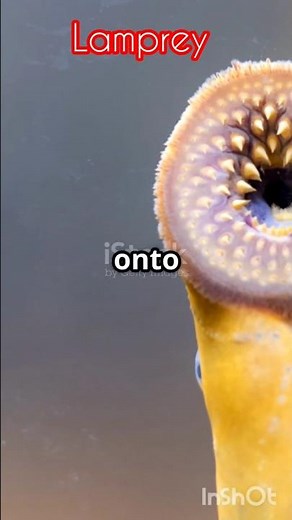 Lamprey Sucker Eel fish