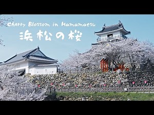 [Japan Travel] Vlog exploring Hamamatsu's stunning cherry blossom spots. [Shizuoka]
