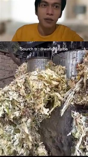 FROM SUGAR CANE TO SUGAR! The Traditional Indian Way of Making...