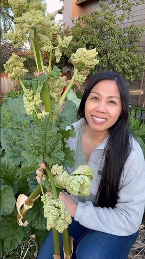 Removing Rhubarb Flower Stalks #shorts #gardening #rhubarb