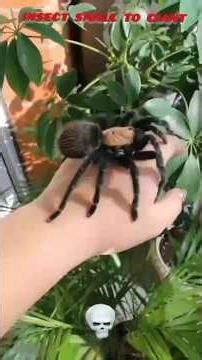 Insect Animal Transformation !! Small to Big #animals #trending #viral #wildlife #insect