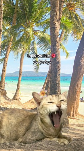 Kahu — A Hawaiian Way of Loving a Cat #cats #catlovers #hawaii #kahu #cutecats #catparents | Kris Paing’s Cats