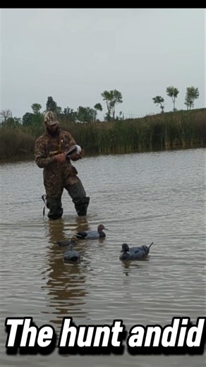 Duck hunting. one mean limit Duck hunting tips and tricks and hunting season