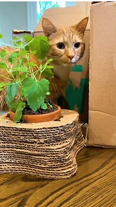 1.8M views · 1.3K reactions | 1 prize, 2 contestants, 3 cat judges?? See who wins this year’s #RecyclingDesignChallenge and makes the most cat-friendly, fully recyclable, unique cardboard package. | How Life Unfolds | Facebook