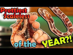 Surprise Morph Rat Snakes Hatching! (2019's Last Snake Hatching Video)
