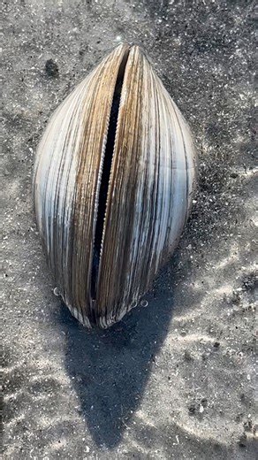 Quahogs are hard clams that live buried in the sand. They use a squishy foot to dig down and hide from predators like crabs and rays! The name “quahog” comes from the Native American word poquauhock. Have you ever found a clam shell on the beach? Show us in the comments! 🐚 #MarineScienceForKids #CoastalCritters #QuahogClam #BeachExplorers #marshexplorers #saltyscience #FunkyFins #familyscience | Funky Fins : Eco Education For Curious Minds
