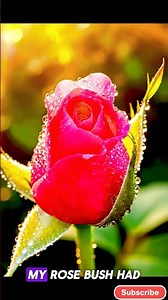 Orange Peel Trick Made My Dead Rose Bush UNRECOGNIZABLE — Neighbor Stopped Her Car 🌹