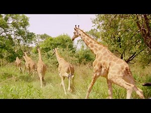 Giraffes Released into New Home | Saving Giraffes Part 5 | Africas Gentle Giants | BBC Earth