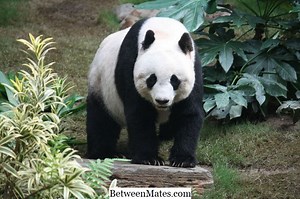 Differenz zwischen Endangered und Extinct | Endangered vs Extinct - Sprache 2026